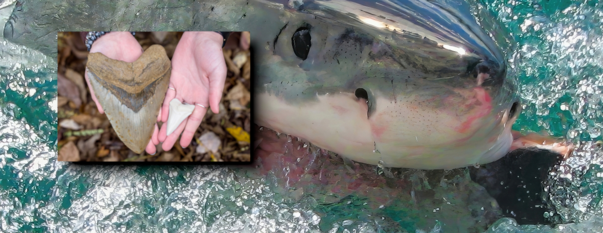 Rekin megalodon, największe rekiny i zęby rekina