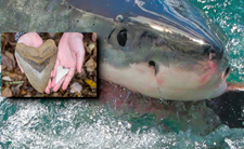 Rekin megalodon, największe rekiny i zęby rekina