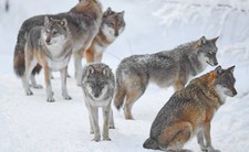 Wilki w Polsce niebezpieczne? Ataki wilków, informacje