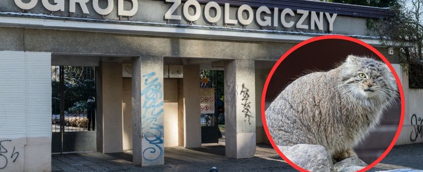 Bożenka to samica manula