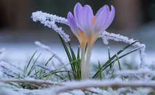 Wiosna, kwiat, mróz