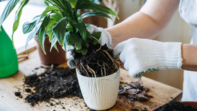 Przesadzanie roślin 