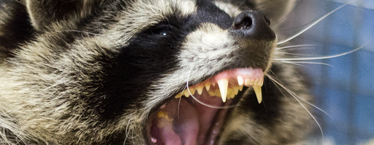 Szop pracz, groźny gatunek inwazyjny w Polsce