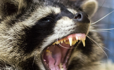 Szop pracz, groźny gatunek inwazyjny w Polsce