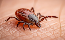 Ugryzienia kleszcza, a grupa krwi