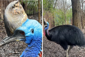 Kasia z ZOO Wrocław