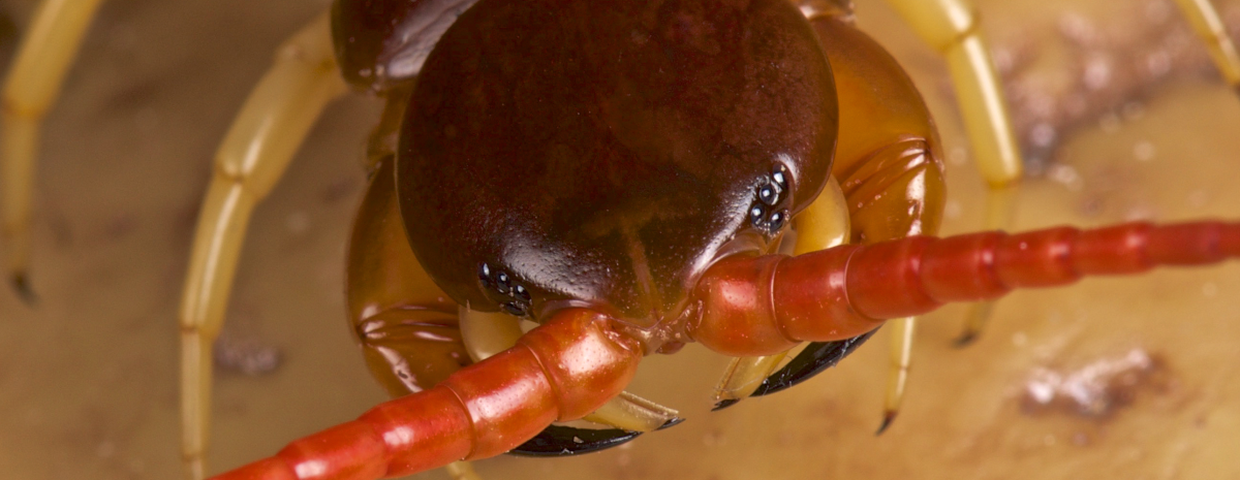Skolopendra Scolopendra subspinipe