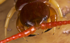 Skolopendra Scolopendra subspinipe