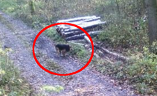 Psy w lasach, problem i ataki