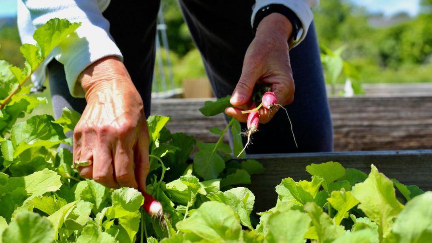 Rzodkiewka w wiosennym ogrodzie 