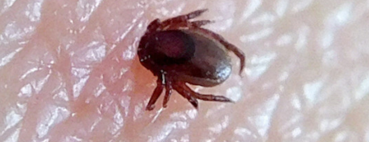 Co przyciąga kleszcze? Ugryzienie kleszcza