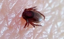 Co przyciąga kleszcze? Ugryzienie kleszcza