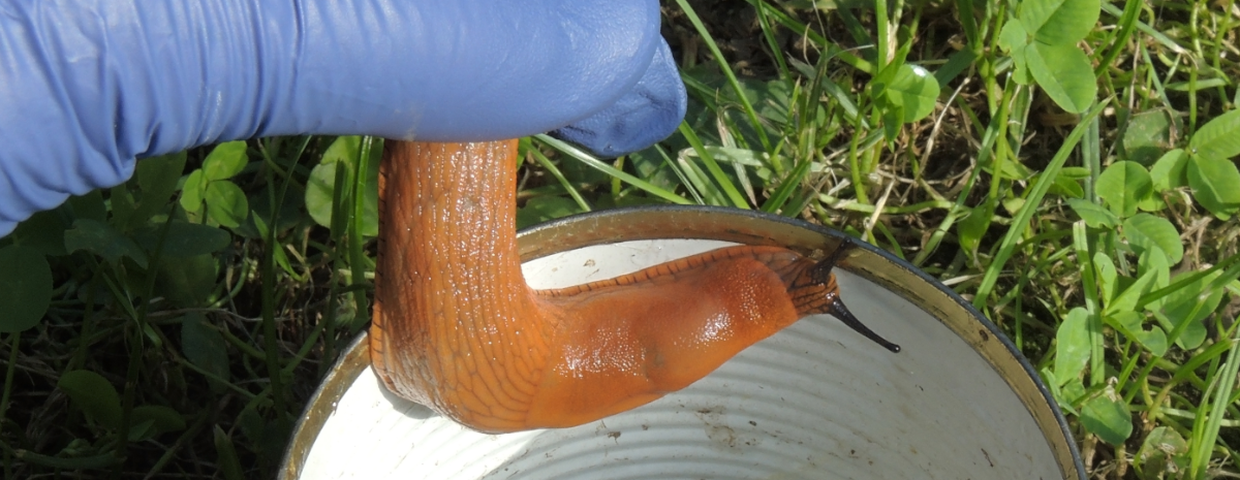 Sposób na ślimaki w ogrodzie