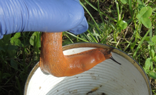 Sposób na ślimaki w ogrodzie