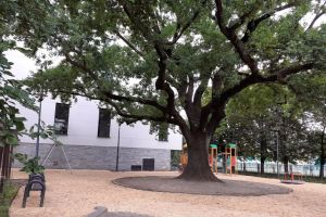 Dąb rośnie na poznańskiej Wildzie