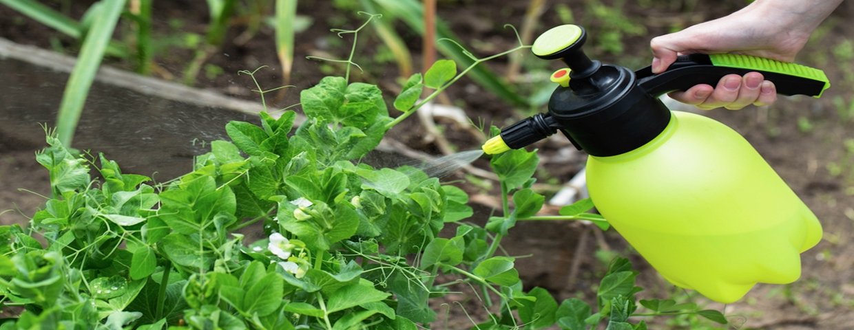 Pryskanie roślin