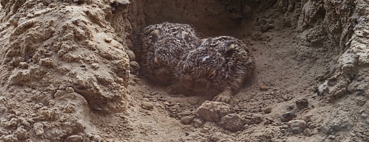 Marczaki, młode zające