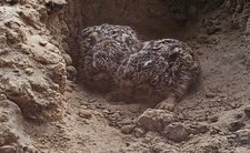 Marczaki, młode zające