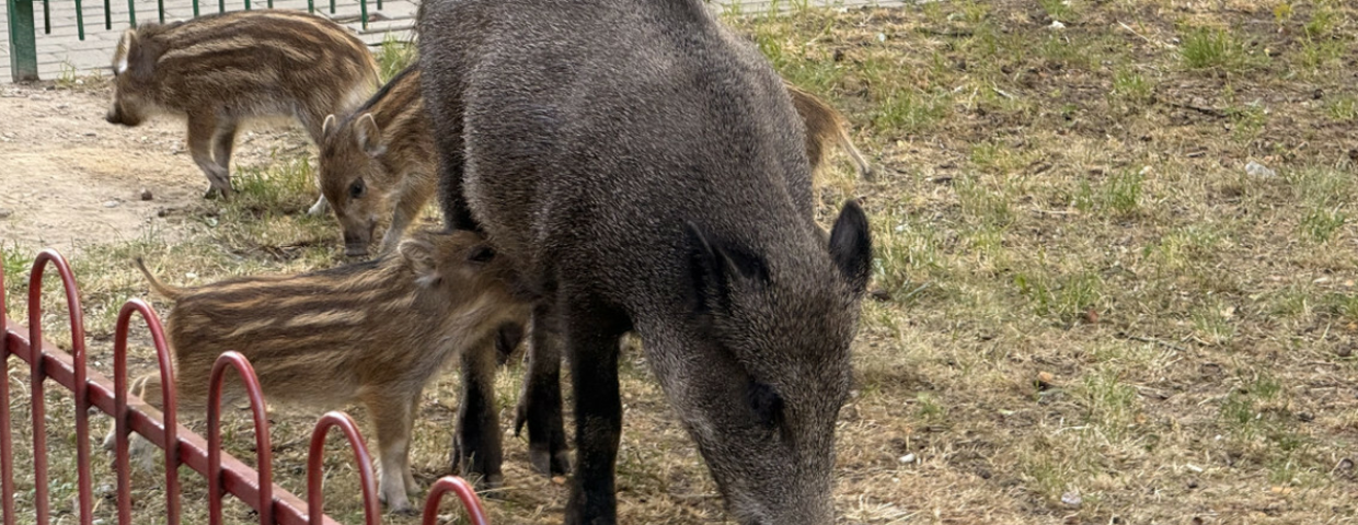 Dziki w Warszawie, dzik na Bielanach