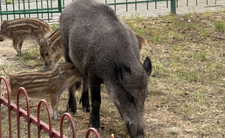 Dziki w Warszawie, dzik na Bielanach
