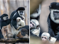 ZOO