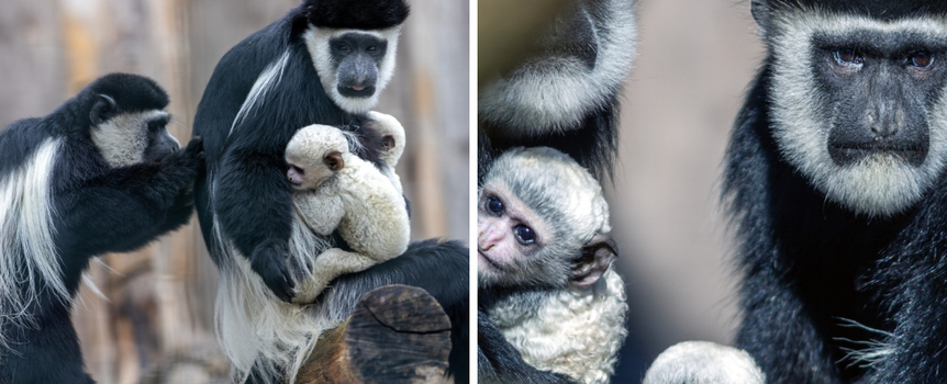 ZOO