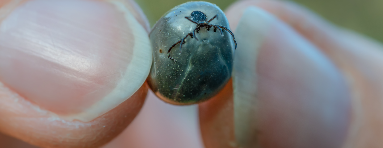 Kleszcze hyalomma i choroby odkleszczowe