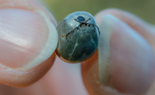 Kleszcze hyalomma i choroby odkleszczowe