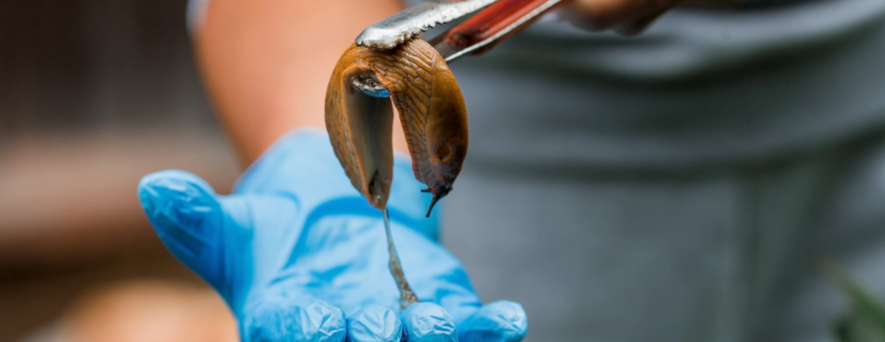 Ślimak ślinik luzytański Arion lusitanicus