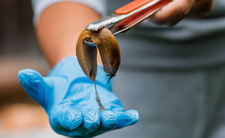 Ślimak ślinik luzytański Arion lusitanicus