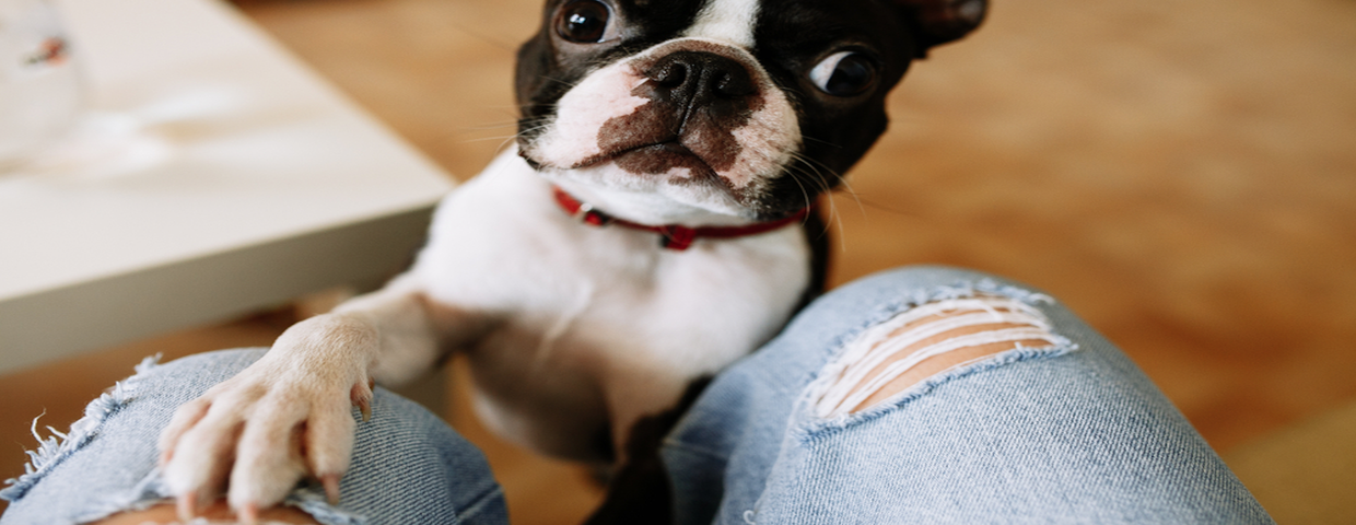 Pies kładzie łapę na człowieku