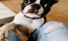 Pies kładzie łapę na człowieku