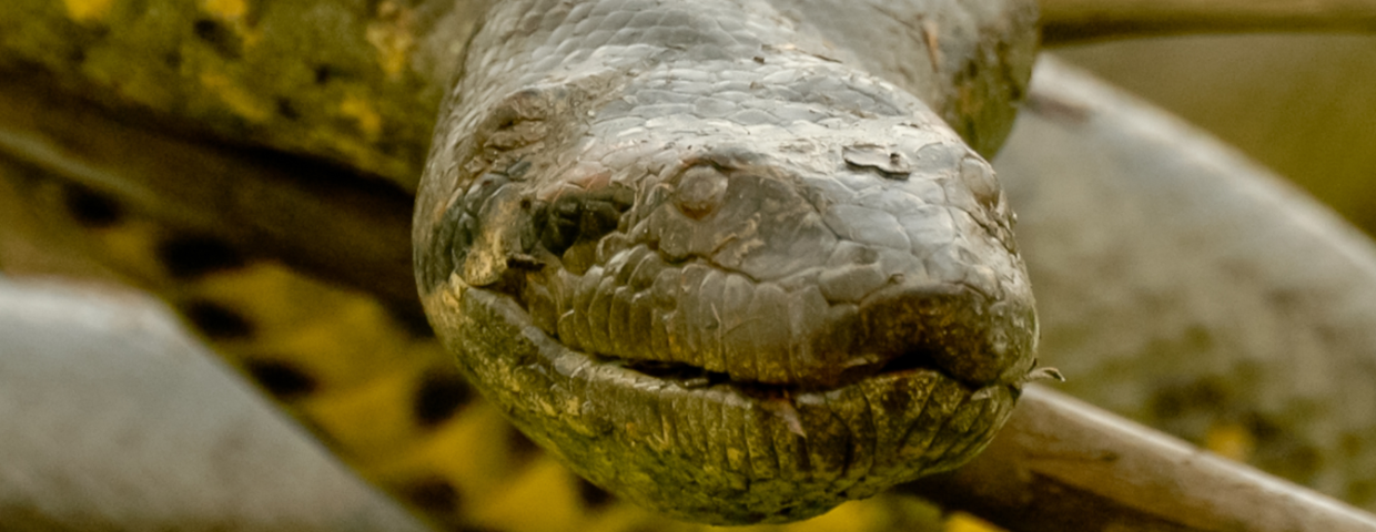 Anakonda, wielkie i rekordowe węże