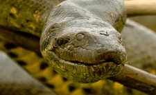 Anakonda, wielkie i rekordowe węże