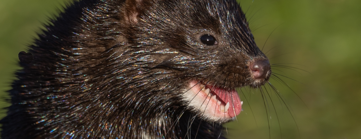 Norka amerykańska (wizon)