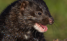 Norka amerykańska (wizon)