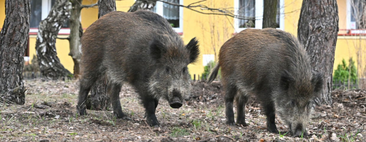 Warszawa, problem z dzikami