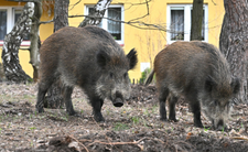 Warszawa, problem z dzikami