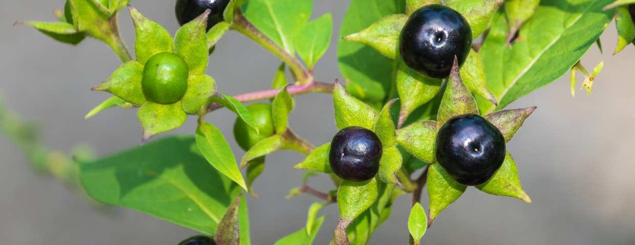 Pokrzyk wilcza jagoda, trujące owoce jak borówki