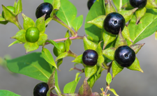 Pokrzyk wilcza jagoda, trujące owoce jak borówki