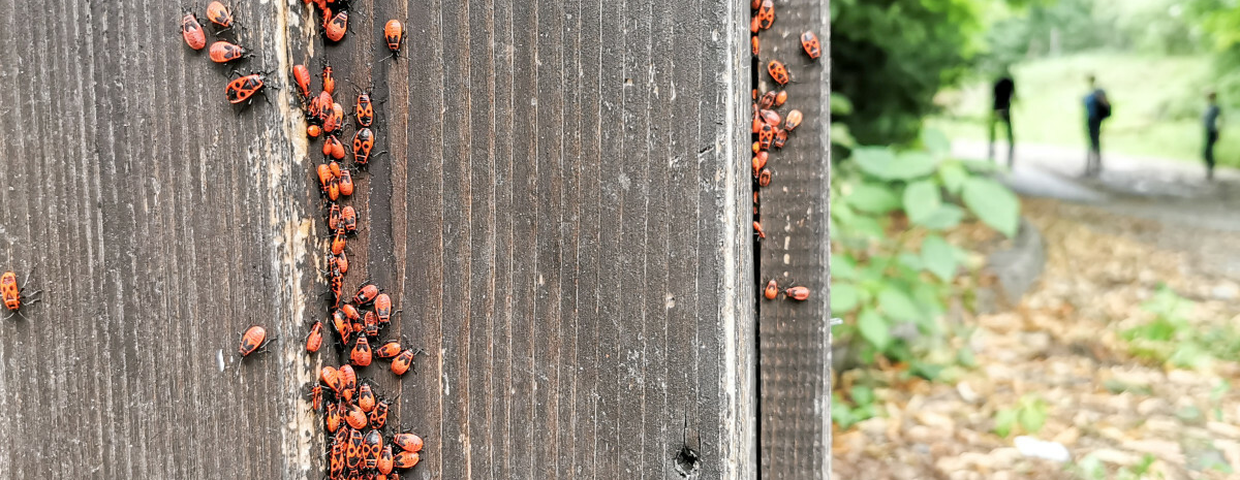 Kowal bezskrzydły, owady tramwajarze
