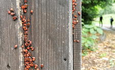 Kowal bezskrzydły, owady tramwajarze