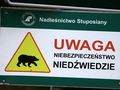 Niedźwiedzie