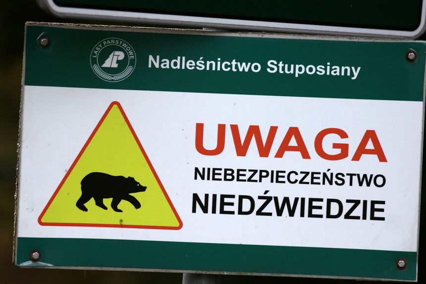 Niedźwiedzie