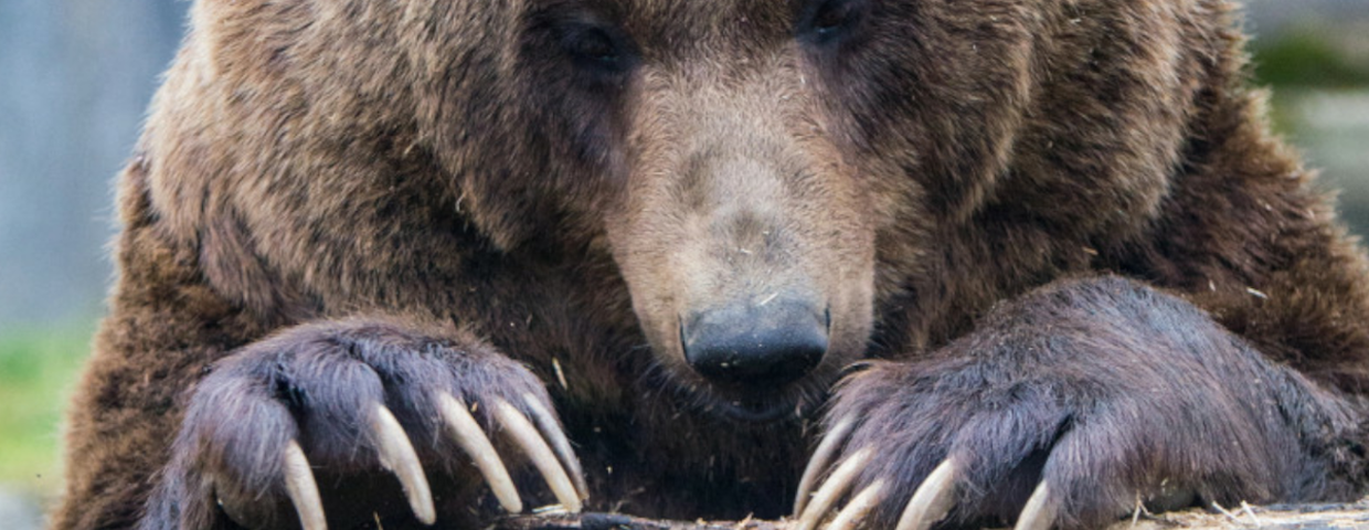 Niedźwiedź brunatny w Polsce