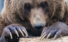 Niedźwiedź brunatny w Polsce