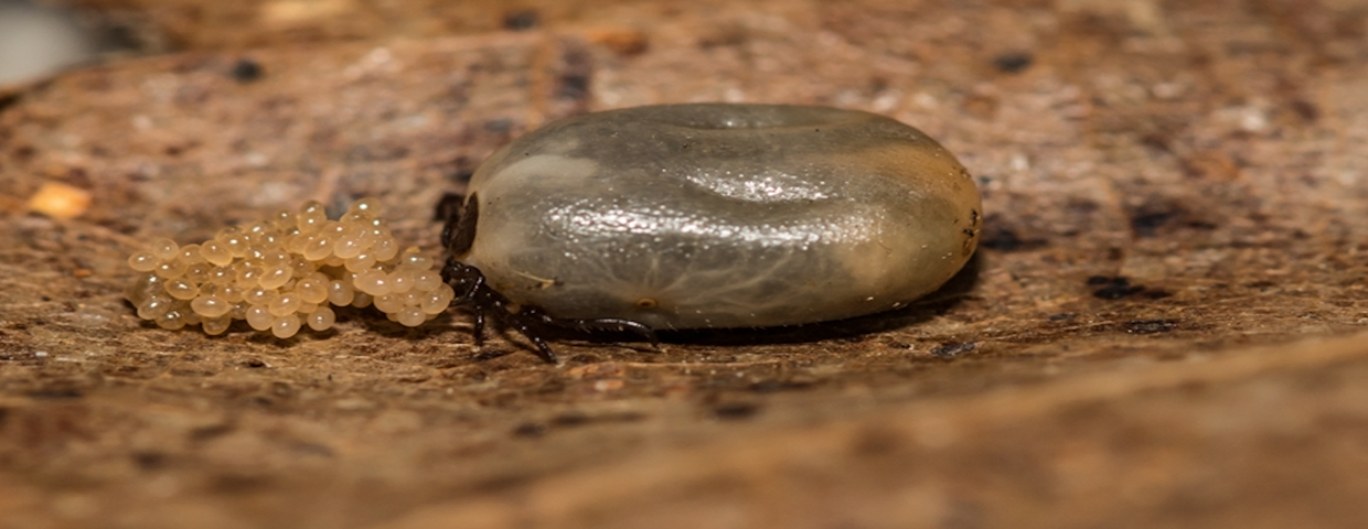 Kleszcz, jaja kleszcza