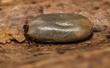 Kleszcz, jaja kleszcza