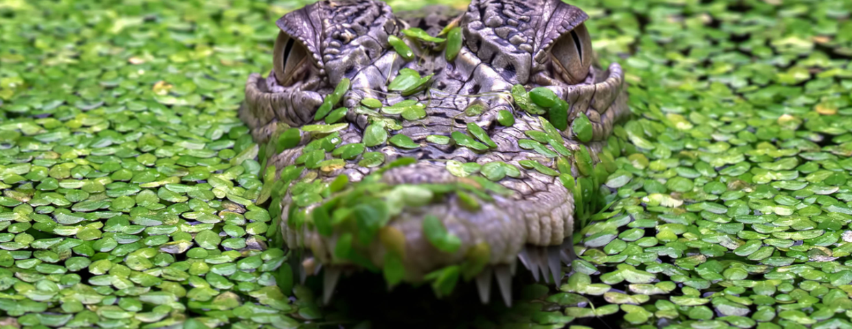 Australia, krokodyl różańcowy