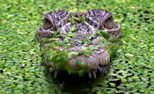 Australia, krokodyl różańcowy